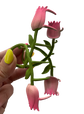 2 Tulips 🌷🌷Metal Hair Claw Clip XMTX Collections